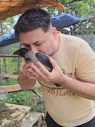 Reacția găinușei când ne vede după o zi