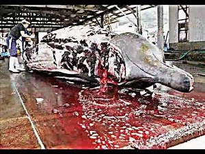 Copy of Whale Hunting [Graphic]