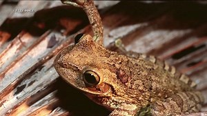 Will Cuban tree frogs kill your pets?