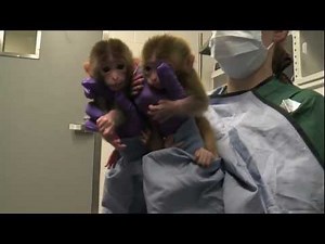 Oregon researchers create cloned monkeys using variety of stem cells