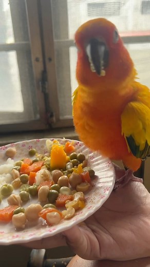 10K views · 645 reactions | I was recording him eating when he spotted the “handsome stranger” on my phone case got mad, then realized it was him and started kissing it. | Sprinkles_Artsybirdsquad | Facebook