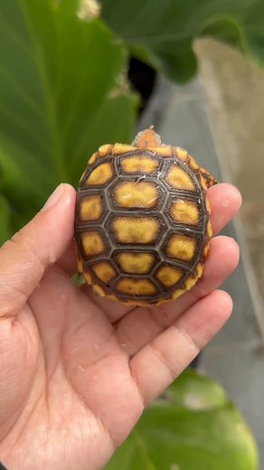 #cherryheadtortoise #cherryheadtortoisesofinstagram #cherryhead #cherryheadredfoottortoise #cherryheads #cherryheadtortoises #yellowfootedtortoise #yellowfoottortoise #yellowfoot #redfoottortoise #redfoottortoise #tortoises #torto #tortoisesofig #tortoisesofinstagram🐢 #tortoiselovers #tortoiseofinstagram #tortoisesofinstagram🐢🐢 #tortoise🐢🐢 #cherryheadtortoise #cherryheadtortoisesofinstagram #cherryhead #cherryheadredfoottortoise #cherryheads #cherryheadtortoises | Siswoko Haryo Bimo