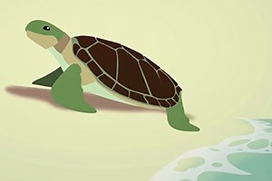 Sea Turtle Laying Eggs Video - Island Life NC