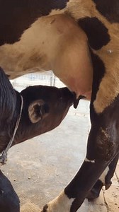 Close-up Video Young Calf Nursing Mother Stock Footage Video (100% Royalty-free) 3756383033 | Shutterstock