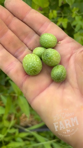 Cucamelons are tiny, grape-sized fruits that taste like cucumbers with a light hint of sourness. This hybrid, native to Mexico and Central America, is also known as Mexican sour gherkins or mouse melons. #cucamelon #cucumbers #garden #gardening | Lil Urban Farm