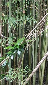 Alpenhaus Bier und Gasthaus on Reels