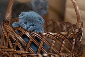 How to comfort your scared, crying kitten after bringing them home