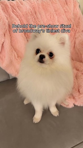 Because treats and belly rubs are SO last season. | The Queen of Versailles - Broadway