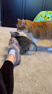 Midday wrestling break | Cubby and Friends