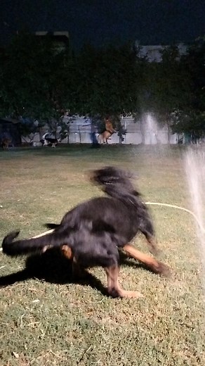 18 reactions | ️ Splish, splash, and wagging tails! Rain drops are...