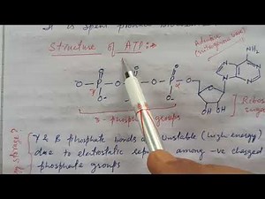 ATP as energy currency of cell