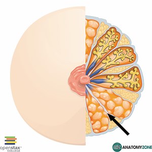 Suspensory Ligament of Breast (Cooper's Ligaments) - AnatomyZone