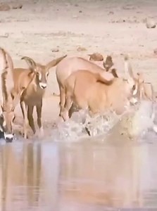 54K views · 210 reactions | Crocs hunting Impala #wildlife #crocodile #impala | Trofeos Venuz | Facebook