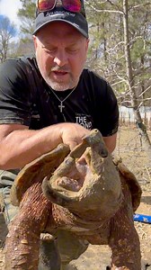 85 Pound Female Alligator Snapping Turtle! 🐢 #alligatorsnappingturtle #snappingturtle #turtle | Greg Wittstock the Pond Guy