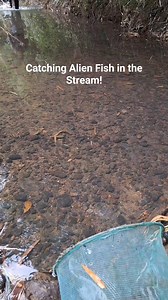112K views · 1K reactions | Fishing and Catching Aquarium Alien Fish in the Stream. "Alien fish" refers to a non-native species introduced to an ecosystem it doesn't belong, often becoming invasive like this fish called Dawkinsia tambraperniei endemic in India. #aquascapingnegros | Aquascaping Negros | Facebook