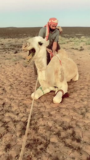 He crying 😭 camel 🐫 | Alee