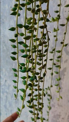 🌿String of Raindrops👉 Scientific name: Senecio herreianus #viral#plantlover #plantvibes #plantdecor
