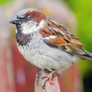 48 reactions · 49 comments | FUGLEQUIZ | Test din viden og vind! Hvor meget ved du om havens fugle? Test din viden og deltag i konkurrencen om et flot fuglefoderhus inkl. fod (værdi 698 kr.) Vi trækker 5 vindere blandt alle, der tør teste sin fugleviden. | Plantorama | Facebook