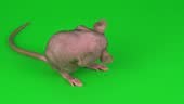 Rat Dumbo Sphinx on green screen background