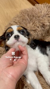 The last little Cavalier has headed off on their new adventure 🐾✨ My heart is full knowing they’re going to the most wonderful home, where they’ll be loved and spoiled exactly as they deserve 🩷 . . . . . . . . . . . . . #PuppyLove #dailydogs #cutenessoverload #love #cavalierkingcharlesspaniel #Cavaliers #cavalierkingcharles #cavalierpuppy #dogoftheday #cavaliercommunity #cavalier #cavalierclub #cavalierlover #cavalierlove #cavalierlife #toffeeandrazcals #doglover #adorable #cutedogs #toocute #