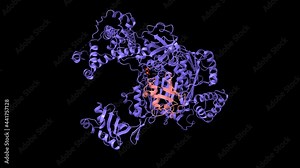 Structure of human ubiquitin activating enzyme E1 (Uba1, blue) in complex with ubiquitin (pink), 3D cartoon and Gaussian surface model, based on PDB 6dc6, black background