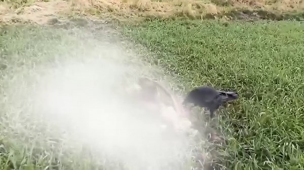 What ravens do best. Searching for carrion. Nothing gives them so much satisfaction. First morning flight after leaving the car and success! Sorry for the blurring, unfortunately Facebook does not tolerate the "true nature of the raven". | Echo the Raven