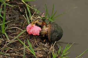 How To Tell If A Snail Is Pregnant? 12 Must Know Facts