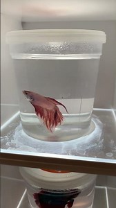 Betta fish Collection at Petsmart #bettafish #fighterfish #betta #aquarium fish