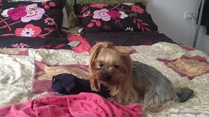 2.7K views · 88 reactions | Angry Yorkie | Yorkshire Terrier Lovers | Facebook