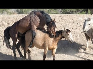 Big Horse breeding successfully | horse mating video | horse video