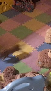 14K views · 433 reactions | Two chocolate males are available. | AZ Micro Mini Pigs | Facebook