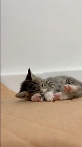 Meet Nabat, the cutest little tiger and Makhmal’s best buddy! 🐯💛