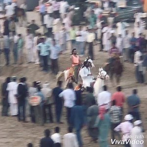 66K views · 95 shares | The fastest speed racking horse of India  #taki Sirajkhan Pathan . Saddle up #ajitnandal #rackinghorse | Ajit Nandal Indian cowboy | Facebook