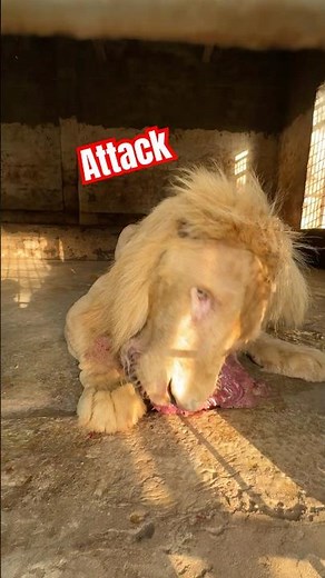 Lion attack #tigerspotted #wildliferescue #bigcats #wildcats #angrytiger #largecats #wildlife 😡