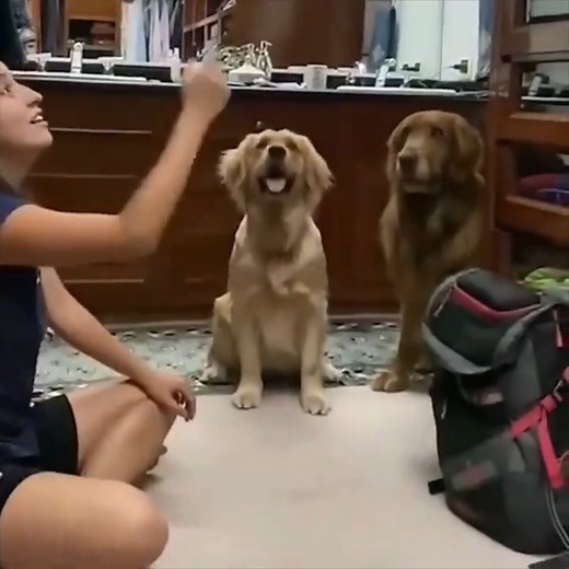 “Where’s the ball?” 😂 | Life Is Weird