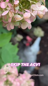 Vinegar is another useless chicken tip/hack- don’t fall for it! 👉Apple Cider Vinegar (or any vinegar) is NOT beneficial to healthy chickens. It will not promote gut health nor make healthy birds healthier. 👉Vinegar added to drinkers is not a substitute for cleaning them. 👉Dirty, poopy water with vinegar added is still SEWAGE. Nothing healthy about drinking sewage water. 👉Vinegar does NOT “improve gut health.” A chicken’s crop pH is more acidic than a vinegar diluted in its water. 👉Support c