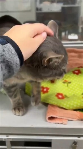 🐾 Exciting Upgrades in Our Cat Room! 🐾 If you've been to the shelter recently, you may have noticed some changes in our adoptable cat room. We’re thrilled to share that our adoptable cat kennels now have portals! These portals give our cats more space and the ability to choose what makes them most comfortable. 💡 Here’s how it works: If a cat wants some quiet time, they can relax in the bottom kennel and enjoy their alone time. If they’re feeling social, they can jump up to the top kennel to i