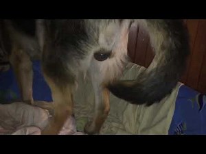 German Shepherd gives birth *Graphic Birth /Delivery* seven healthy puppies at 61 days gestation