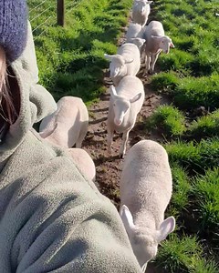 9.1K views · 891 reactions | My very big and very fat friends | Geoffry The Conqueror | Facebook