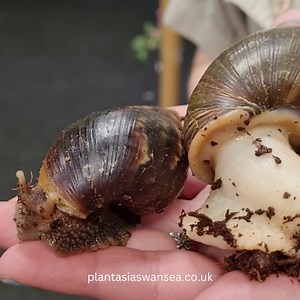  Meet the Giant African Land Snails!  These incredible creatures...