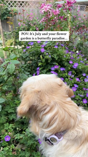 Ginas_flower_garden on TikTok