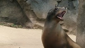 ​Why Do Sea Lions Bark? | Smithsonian Institution
