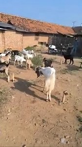 Pasar kambing yang selalu menyediakan Harga termurah di lampung tengah #ternak #kambing #domba #sapi #farm #goat #ayam #bebek #ikan #mancing #burung | HEWAN N2TV