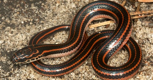 Alert in Florida: They are searching for the elusive "rainbow snake," one of the rarest in the state