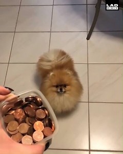 2.7M views · 25K reactions | These dogs hear rustling and always come running for food  | LADbible | Facebook