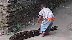 Toddler plays with python