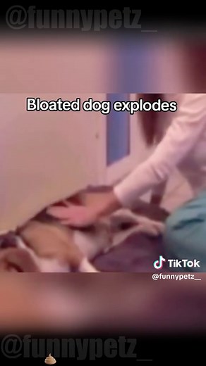 Hilarious Dog Poop Fails That Will Make You Laugh