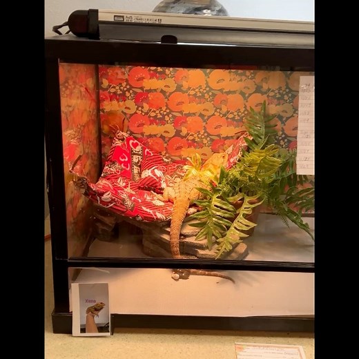 Bearded dragons for adoption. Call for more information. 850-983-7777 | Rhonda's Aviary