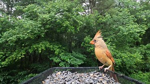 10K views · 578 reactions | Black-capped Chickadee, White-breasted Nuthatch, Northern Cardinals | Critter Cam | Facebook