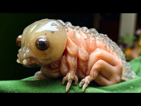 17 WEIRD ANIMALS That Will Give You Chills